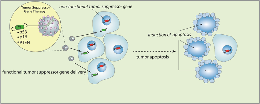 Diagram of tumor suppressor gene therapy process