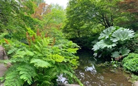 Plants
